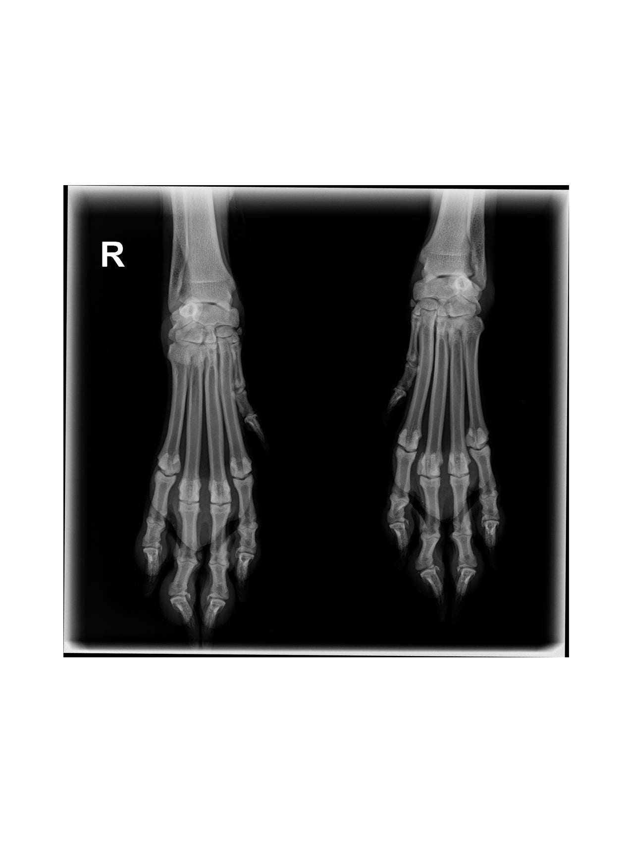 Bolle T-Shirt "X-Ray" Black